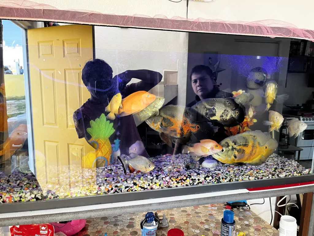 Acuario limpio en Querétaro