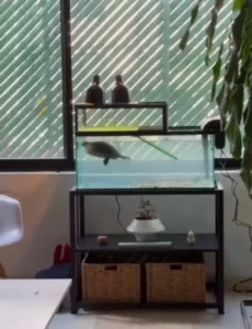 Tortuguero a medida con área seca