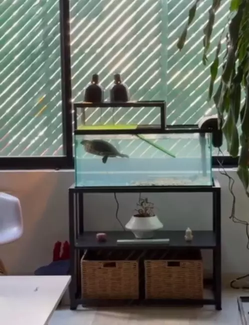 Tortuguero a medida con área seca