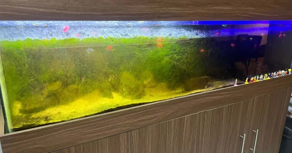 Limpieza de peceras a domicilio en Querétaro