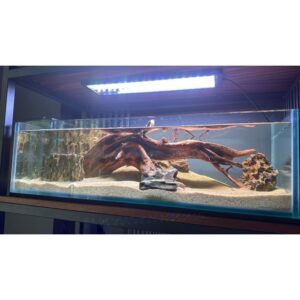 Pecera rimless shallow