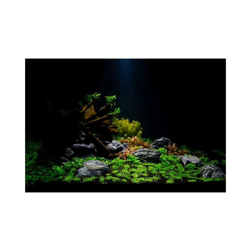 Acuario de agua dulce Acuario de agua dulce