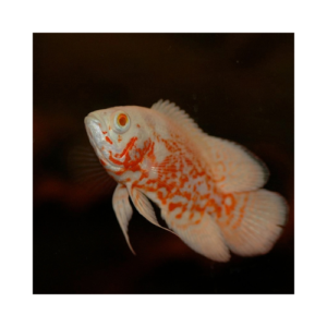 oscar albino