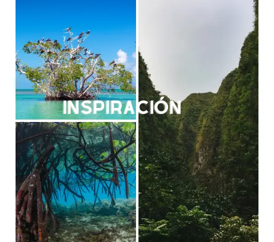 Inspiración de aquascaping Inspiración de aquascaping