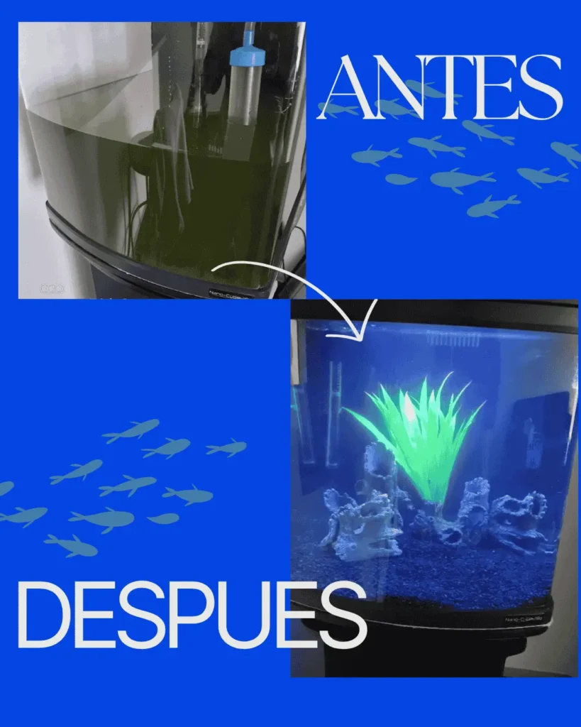 Mantenimiento y limpieza de acuarios a domicilio + asesoria