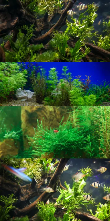 Mini guía de aquascaping Mini guía de aquascaping