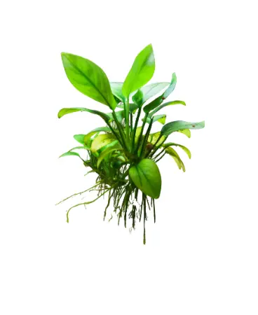 Plantas para acuarios plantados y aquascaping Plantas para acuarios plantados y aquascaping