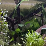 acuario plantado con plantas acuaticas para aquascaping