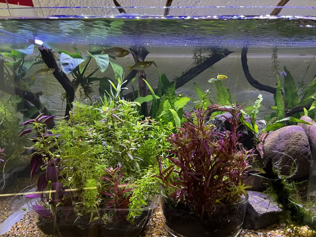 Acuario después de limpieza y podada