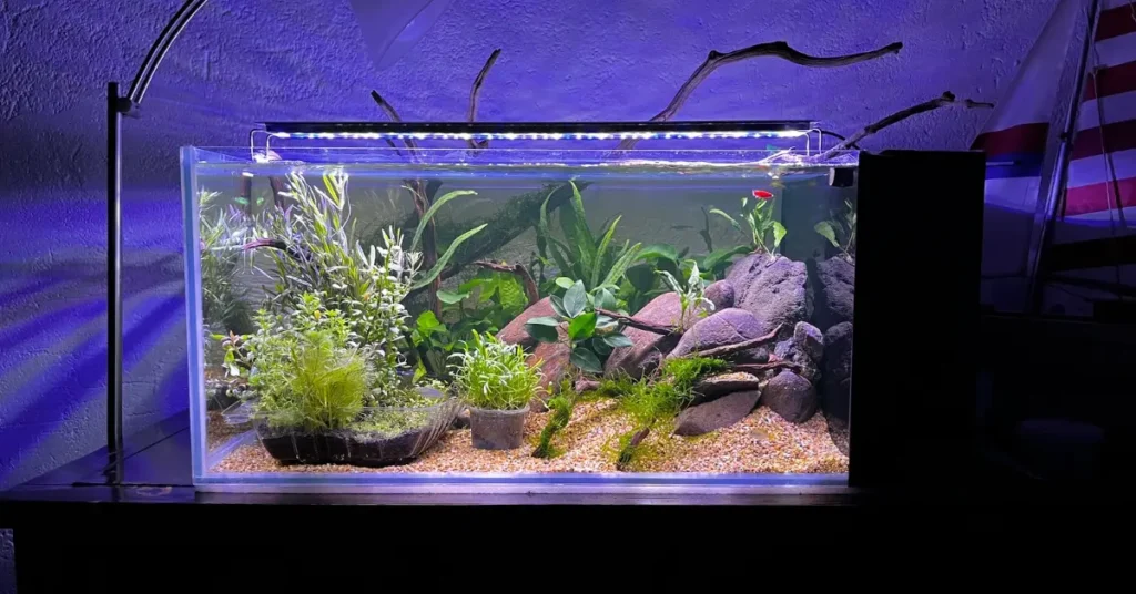 Acuarios plantados low tech