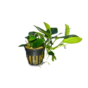 Anubias Barteri nana