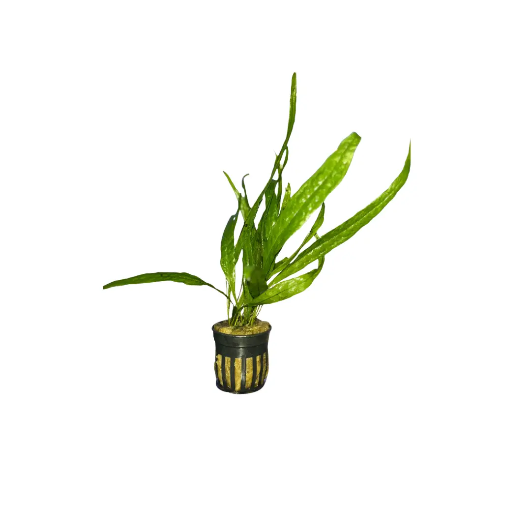 Microsorum pteropus helecho de Java