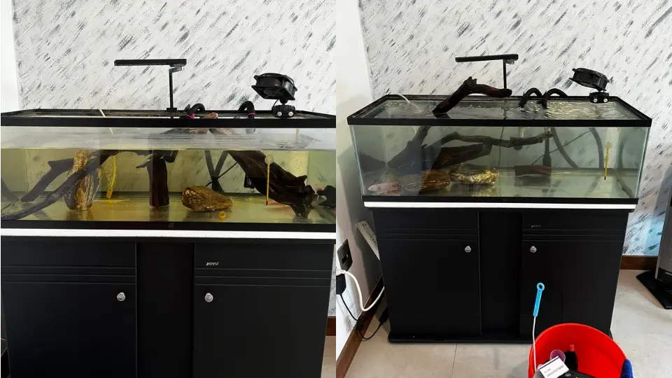 Mantenimiento y limpieza de pecera de ajolote en Querétaro