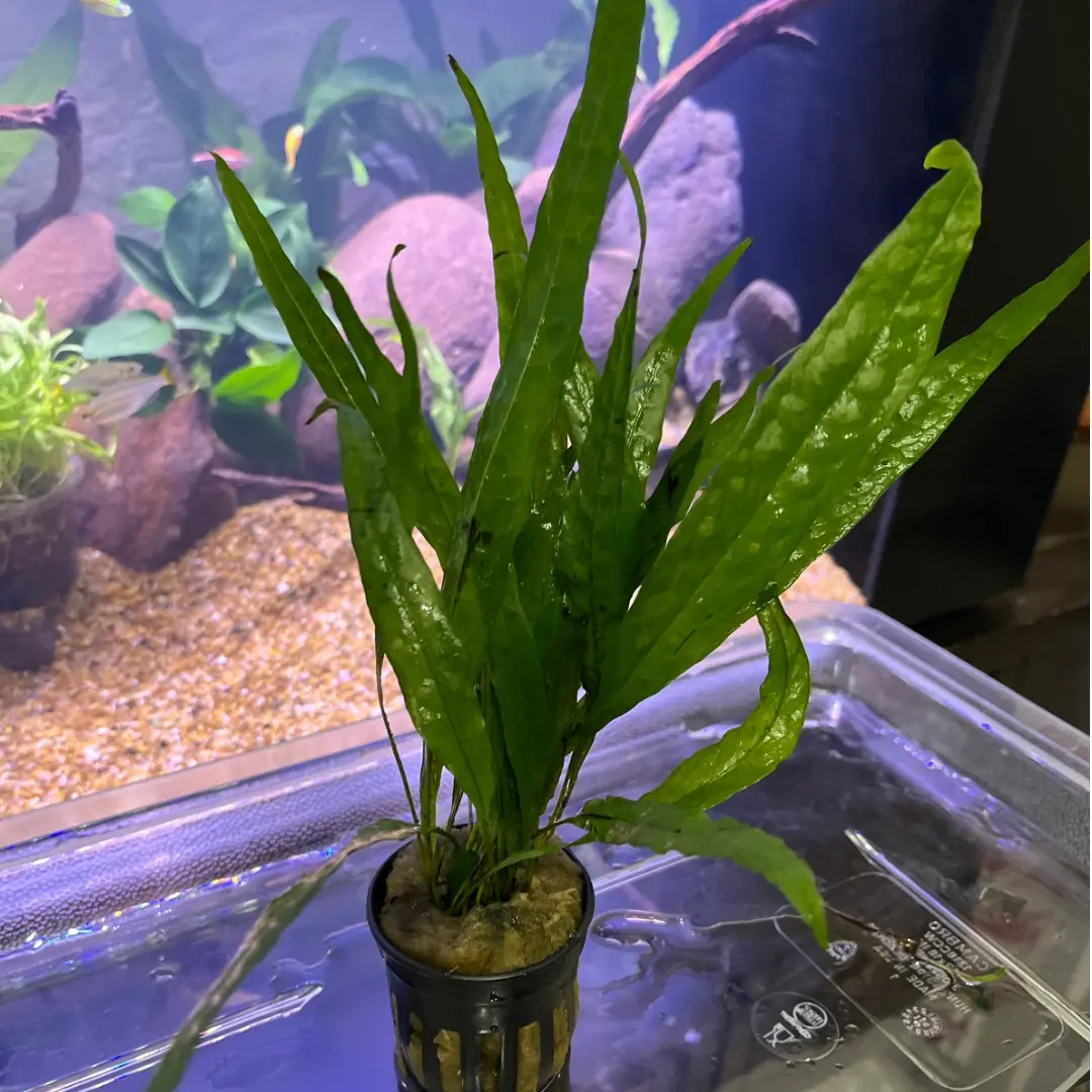 Microsorum pteropus helecho de Java