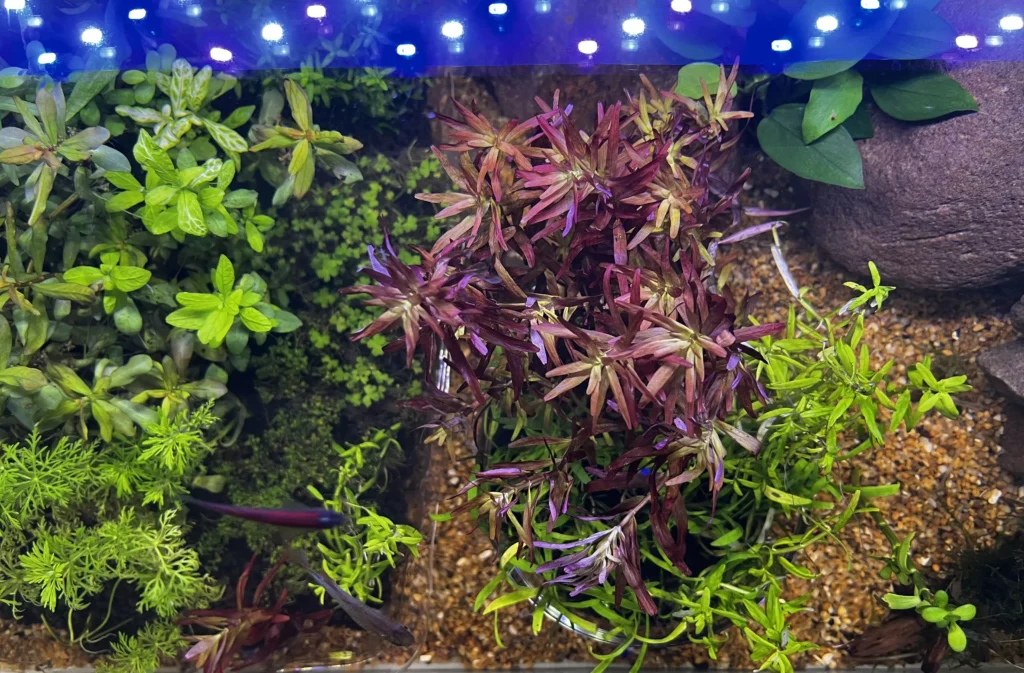 Plantas acuáticasp para acuarios plantados