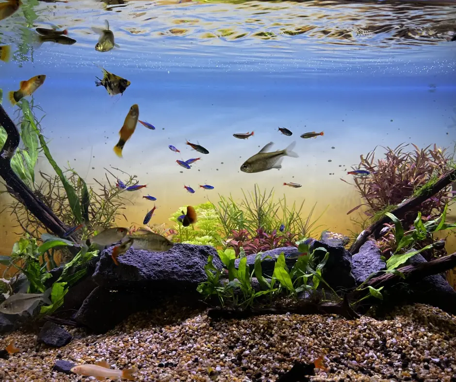 Acuario Venta de peces en Querétaro