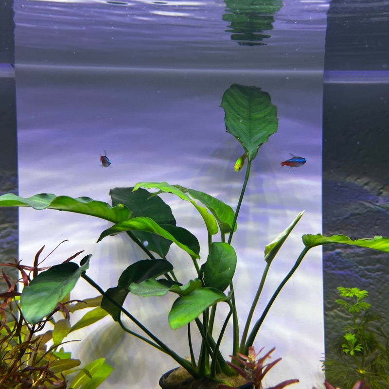 Anubias barteri