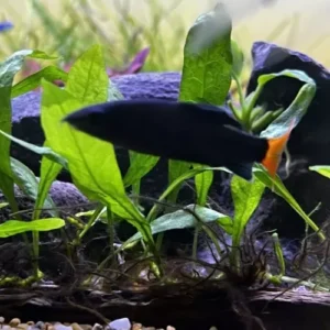 Tiburón Arcoíris (Epalzeorhynchos frenatum)