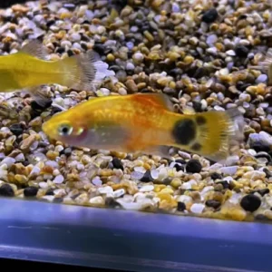 pez platy mickey mouse