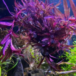 rotala rotundifolia blood red