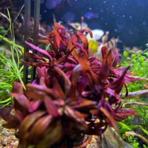 Rotala ramosior sunset planta acuarica roja