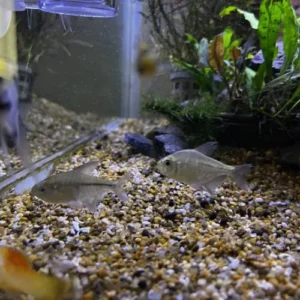 Tetra Diamante (Moenkhausia pittieri),