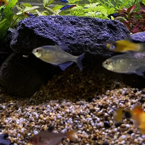 Tetra Diamante (Moenkhausia pittieri),