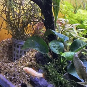 Tiburón arcoíris albino