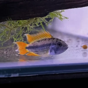Apistograma cacatuoides orange