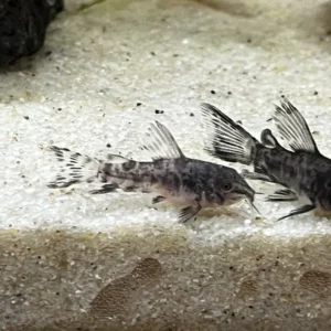 Corydoras paleatus