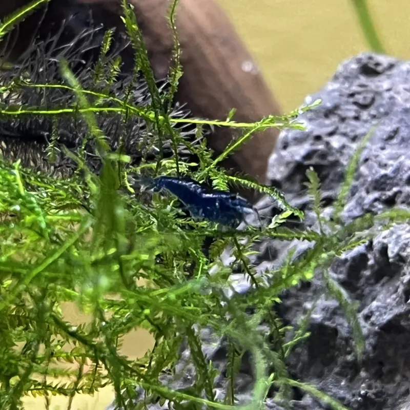 Gamba azul