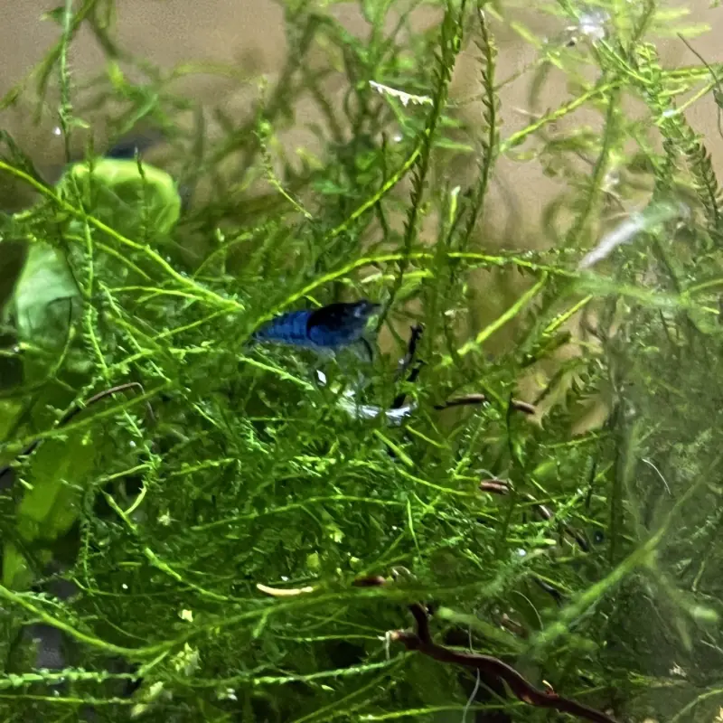 Gamba azul