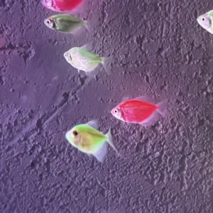 Pez monja transgénica