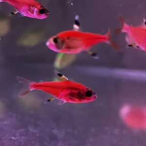 Pristela transgenica