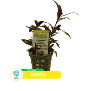 Alternanthera Reineckii “Rosanervig”