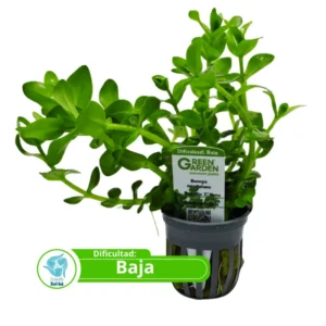 Bacopa caroliniana