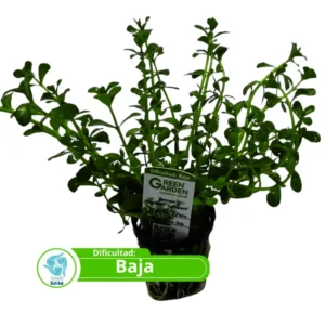 Bacopa monieri compact