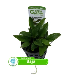 Cryptocoryne Wendtii Brown | Planta Fácil para Acuario