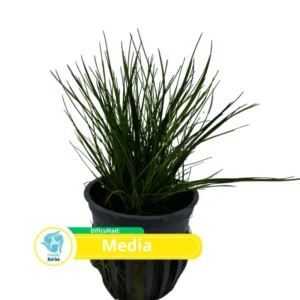 Eleocharis Mini (Pasto Enano)