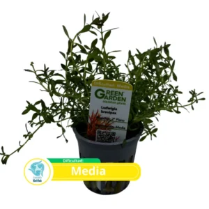 Ludwigia brevipes