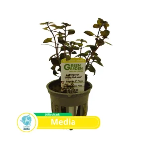 Ludwigia súper red mini
