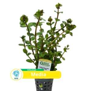rotala macaranda mini pink