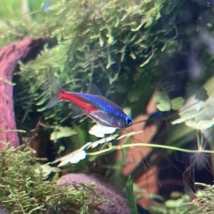 Tetra neon