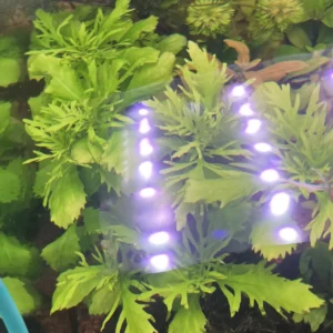 hygrophila difformis