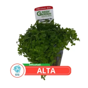 micranthemum monte carlo