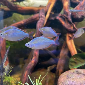 NEON ARCORIRIS Melanotaenia praecox