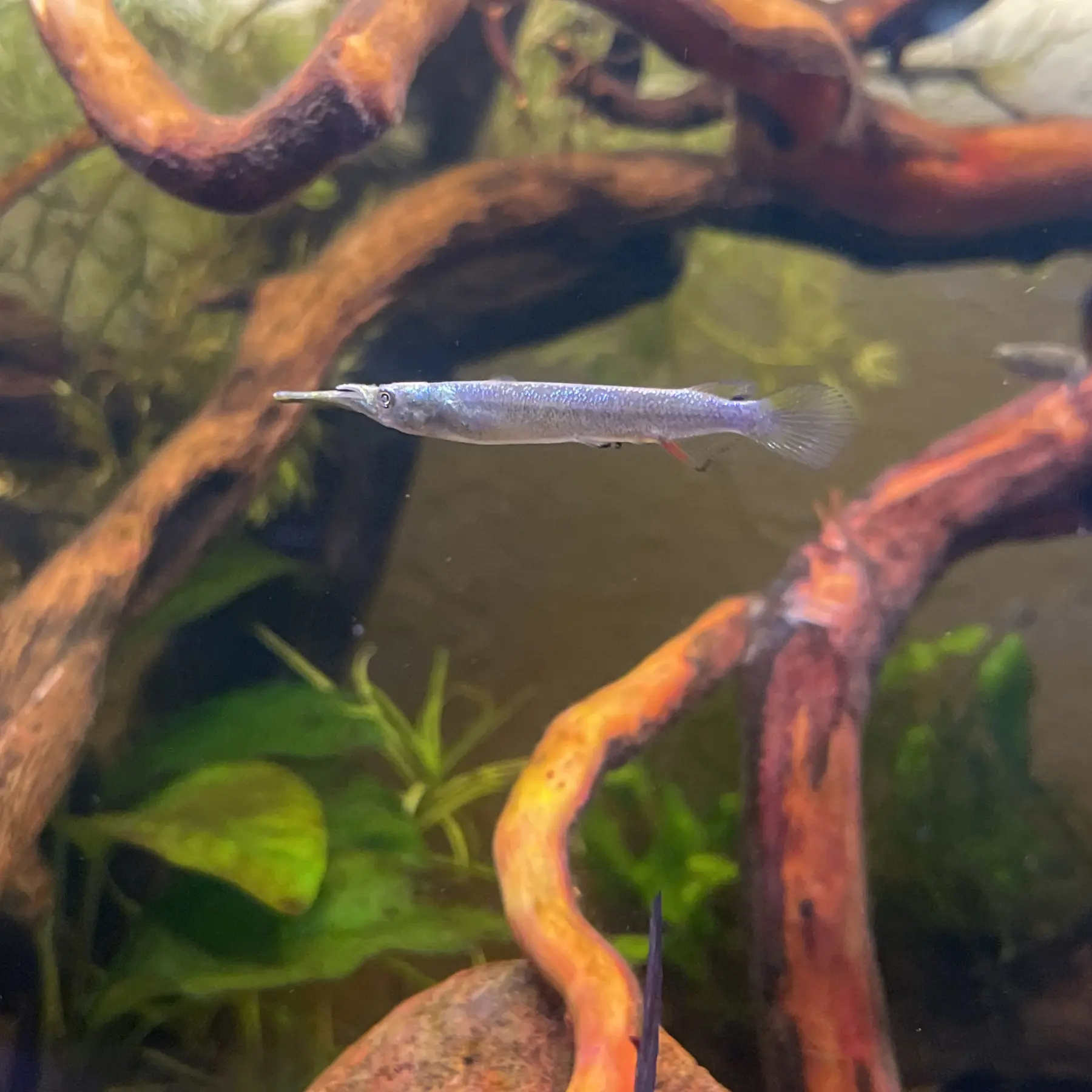medio pico malayo