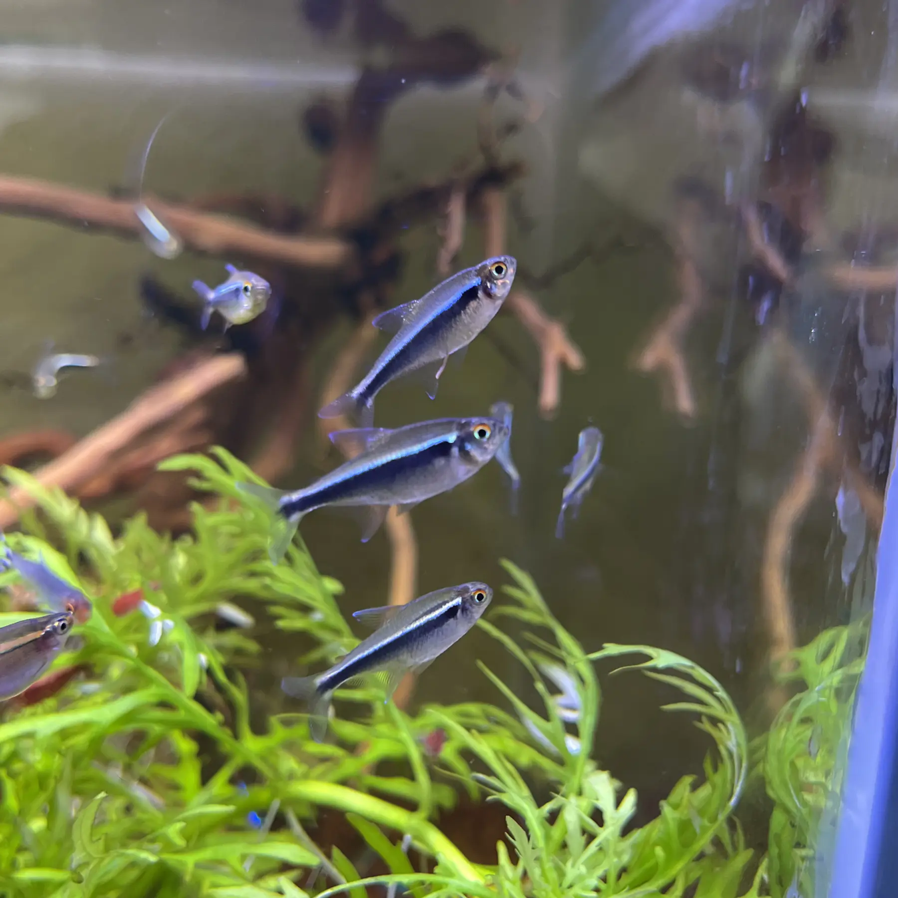 tetra neon negro