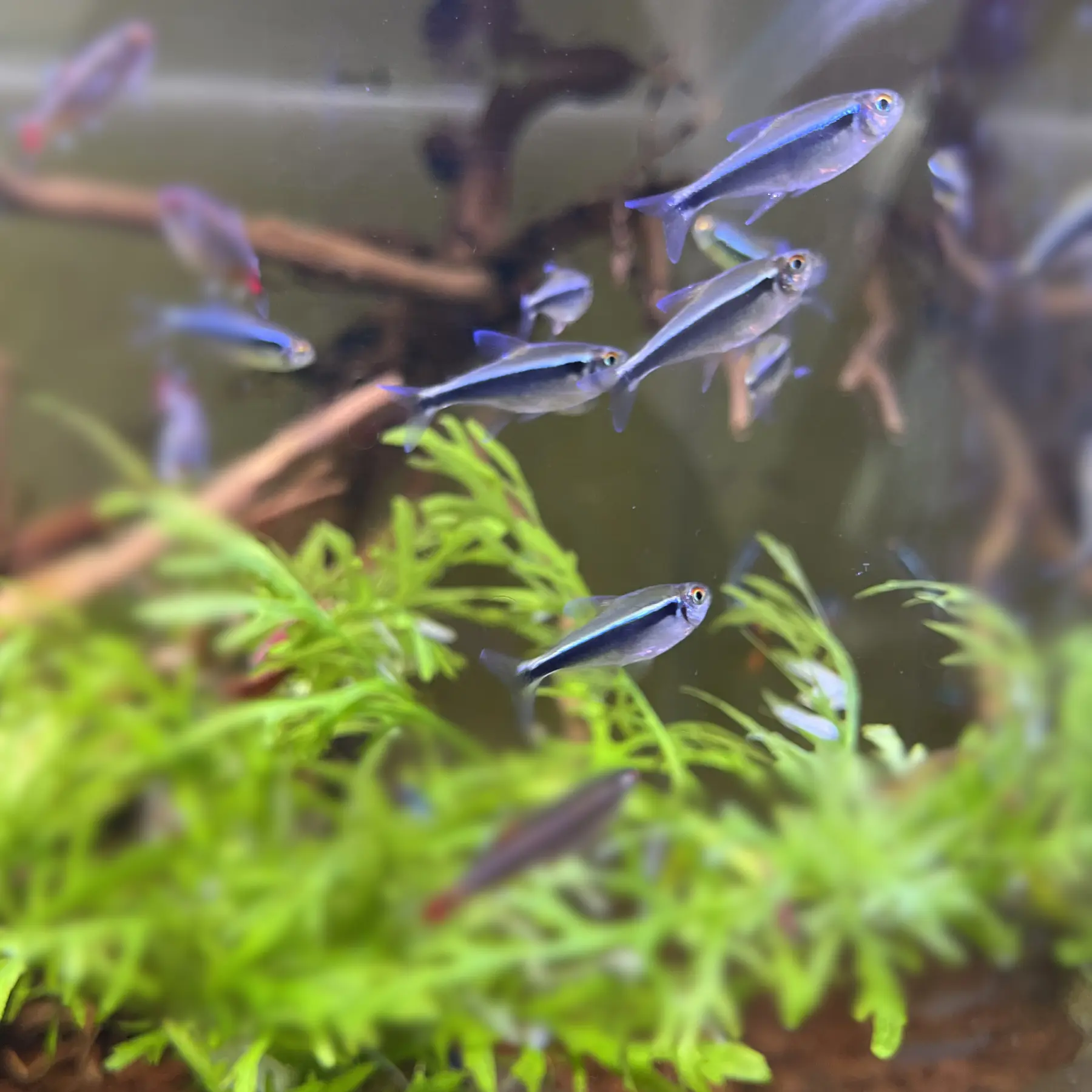 tetra neon negro