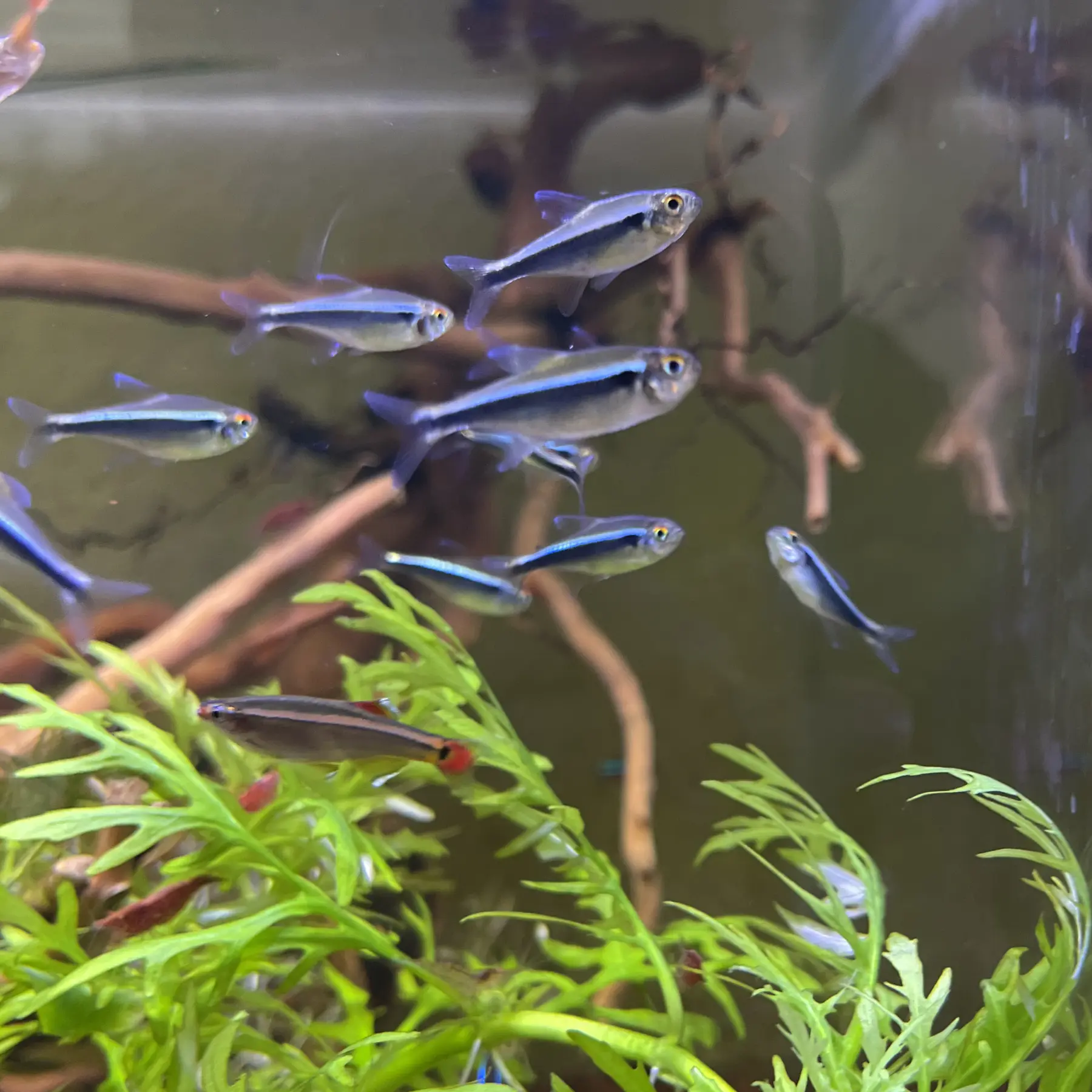 tetra neon negro